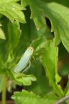 Cicadella viridis