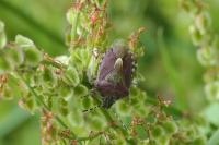 Dolycoris baccarum