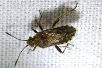 Stictopleurus punctatonervosus