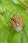 Carpocoris purpureipennis