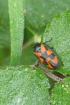 Cercopis vulnerata