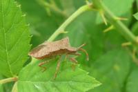 Coreus marginatus