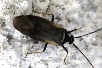 Adelphocoris seticornis