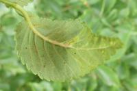 Tetraneura caerulescens