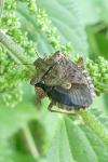 Halyomorpha halys