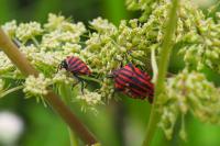 Graphosoma italicum