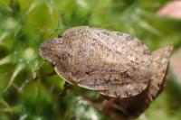 Sciocoris macrocephalus