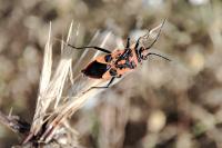 Corizus hyoscyami