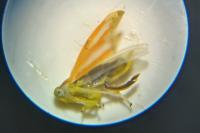 Alebra