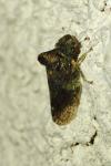 Ledra aurita