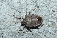 Halyomorpha halys