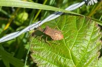 Coreus marginatus