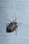 Halyomorpha halys