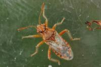 Stictopleurus