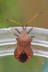 Coreus marginatus