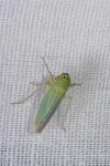 Cicadella viridis