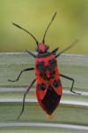 Corizus hyoscyami