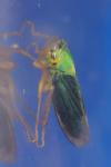 Cicadella viridis