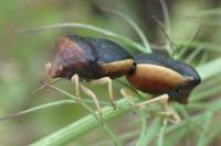 Ventocoris rusticus