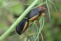 Ventocoris rusticus