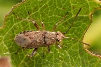 Stictopleurus punctatonervosus