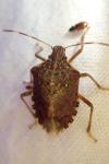 Halyomorpha halys