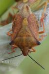 Carpocoris mediterraneus atlanticus
