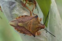 Carpocoris mediterraneus atlanticus
