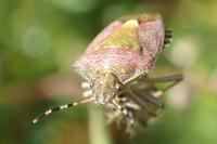 Dolycoris baccarum