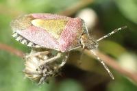 Dolycoris baccarum