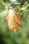Carpocoris mediterraneus atlanticus