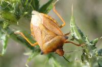 Carpocoris mediterraneus atlanticus