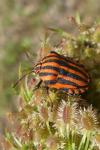 Graphosoma italicum