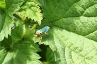 Cicadella viridis