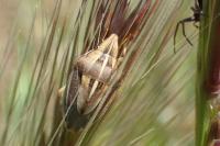 Aelia rostrata cognata