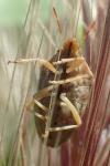 Aelia rostrata cognata