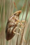 Aelia rostrata cognata