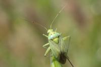 Closterotomus norwegicus