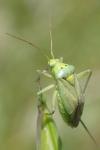 Closterotomus norwegicus