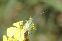 Closterotomus norwegicus