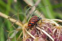 Graphosoma italicum