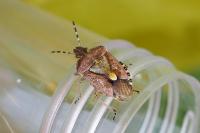 Dolycoris baccarum