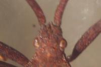 Coreus marginatus