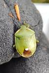 Chlorochroa juniperina