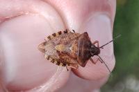 Carpocoris purpureipennis