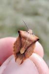 Carpocoris fuscispinus