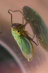 Cicadella viridis