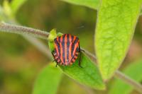 Graphosoma italicum