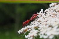 Graphosoma italicum