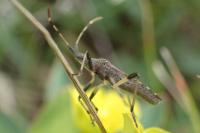 Dicranocephalus albipes